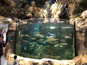 Bass Pro Shops - Coast Aquariums